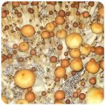 Псилоцибиновые (галлюциногенные) грибы в Ржеве Psilocybin "Golden Teacher" Псилоцибиновые (галлюциногенные) грибы в Ржеве Psilocybin "Golden Teacher"