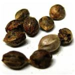 Семена марихуаны АК-47  (Seeds AK-47) в Ржеве